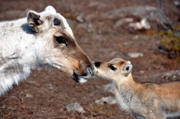 For mange dyr kan en tidligere vår bli en forandring til det bedre. (Foto: Madeleine Lagergren) For mange dyr kan en tidligere vår bli en forandring til det bedre. (Foto: Madeleine Lagergren)