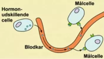 Figur 1: En celles måte å avgi hormoner direkte i blodet til målorganer. (Foto: (Kilde: Det Sundhedsvidenskabelige Fakultet, Københavns Universitet))