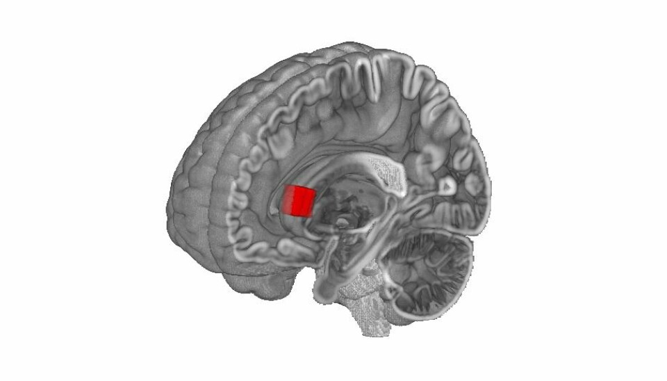 Using MRI spectroscopy (MRS), which is a type of MRI scan of the brain, the researchers have examined subjects brain chemistry, in particular brain metabolites.