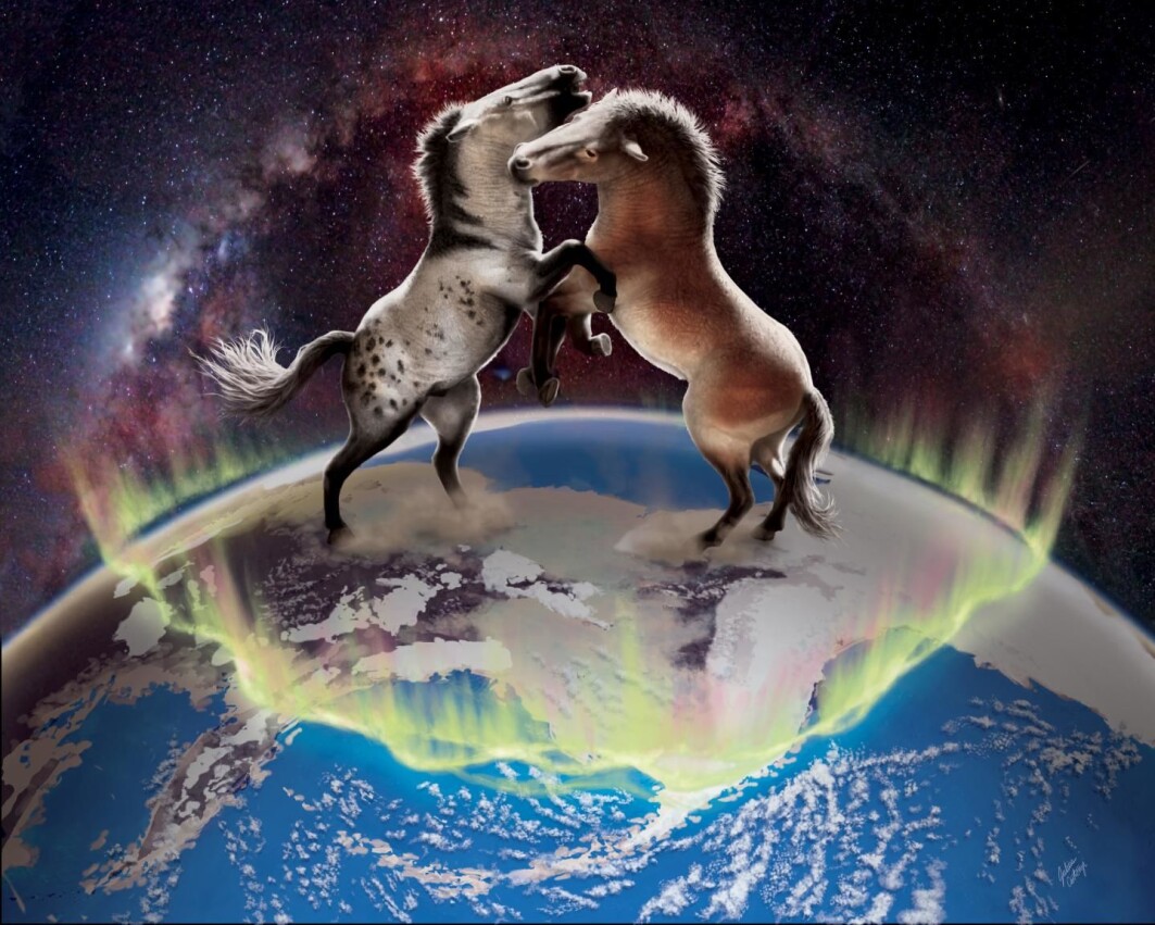 Ancient horses crossed over the Bering Land Bridge in both directions between North America and Asia multiple times during the Pleistocene. Ancient horses crossed over the Bering Land Bridge in both directions between North America and Asia multiple times during the Pleistocene.