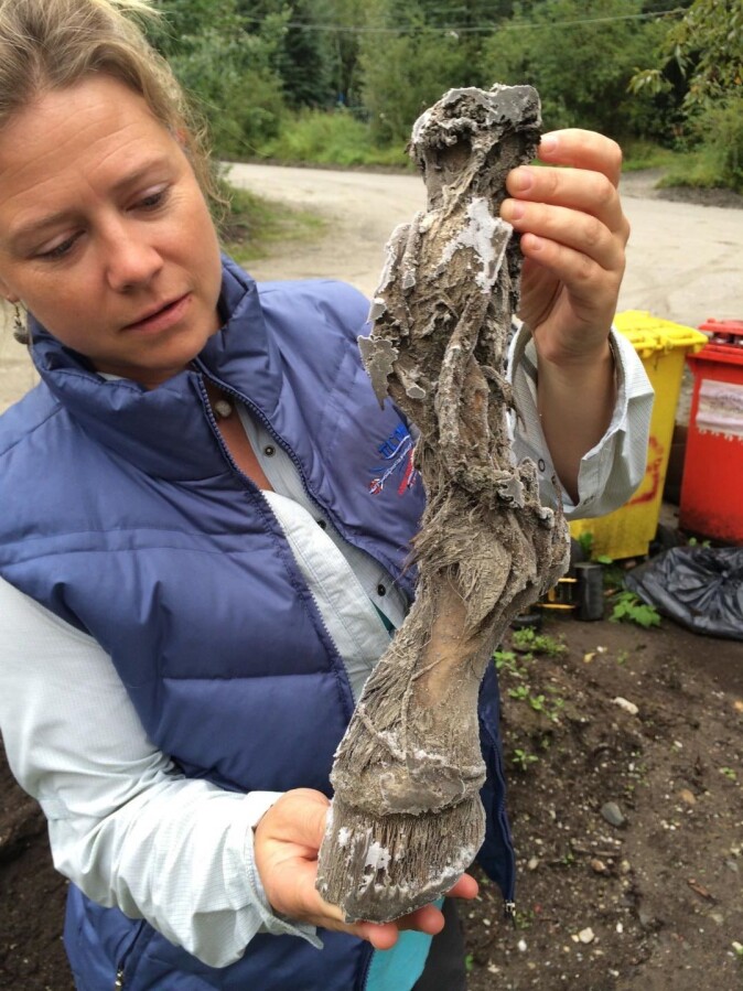 Paleontologist Aisling Farrell holds a mummified frozen horse limb recovered from a placer gold mine in the Klondike goldfields in Yukon Territory, Canada. Ancient DNA recovered from horse fossils reveals gene flow between horse populations in North America and Eurasia. Paleontologist Aisling Farrell holds a mummified frozen horse limb recovered from a placer gold mine in the Klondike goldfields in Yukon Territory, Canada. Ancient DNA recovered from horse fossils reveals gene flow between horse populations in North America and Eurasia.