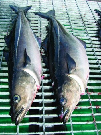 Sei som har spist oppdrettsfôr blir betydelig feitere enn sei som spiser naturlig. (Foto: Hiromichi Mitamura, NINA) Sei som har spist oppdrettsfôr blir betydelig feitere enn sei som spiser naturlig. (Foto: Hiromichi Mitamura, NINA)