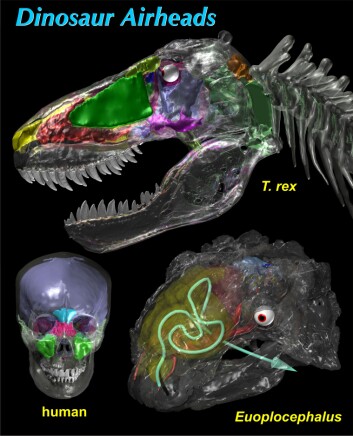 Sammenlignet med mennesker er dinosaurer de reneste "airheads". Mange flere hulrom gir en luftigere, og lettere, toppetasje. (Illustrasjon: Witmer & Ridgely, Ohio University) Sammenlignet med mennesker er dinosaurer de reneste "airheads". Mange flere hulrom gir en luftigere, og lettere, toppetasje. (Illustrasjon: Witmer & Ridgely, Ohio University)