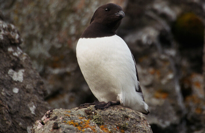 "Alkekongen på Svalbard har de siste årene måttet endre kostholdet på grunn av klimaendringer i polarområdene. (Foto: Jerzy Strzelecki/Wikimedia Commons)" "Alkekongen på Svalbard har de siste årene måttet endre kostholdet på grunn av klimaendringer i polarområdene. (Foto: Jerzy Strzelecki/Wikimedia Commons)"