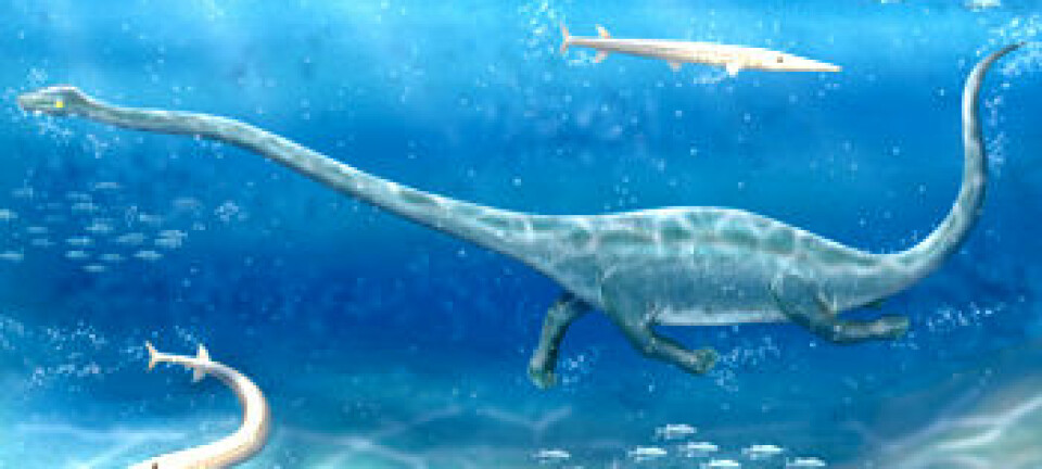 "Dinocephalosaurus orientalis."