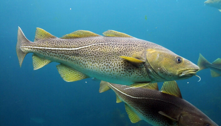 Forskerne ser eldre og større fisk dukke opp igjen. Forskerne ser eldre og større fisk dukke opp igjen.