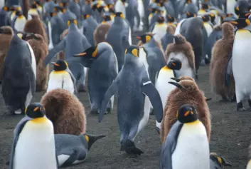 Vingemerket pingvin i flokk (Foto: Benoît Gineste)