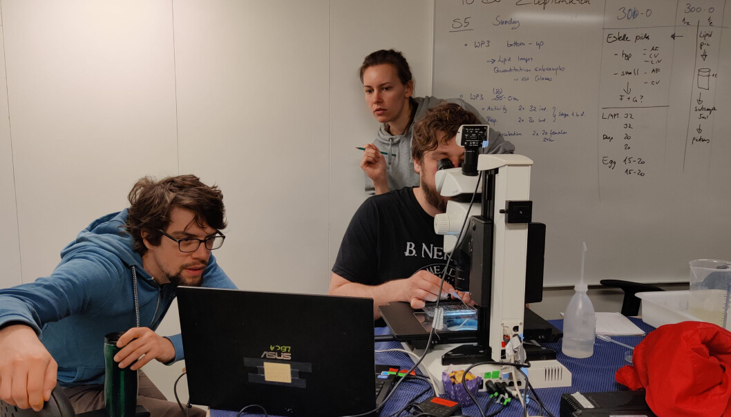 Første data av en zooplankton i en prøve tatt sør for polarfronten er i boks. Første data av en zooplankton i en prøve tatt sør for polarfronten er i boks.