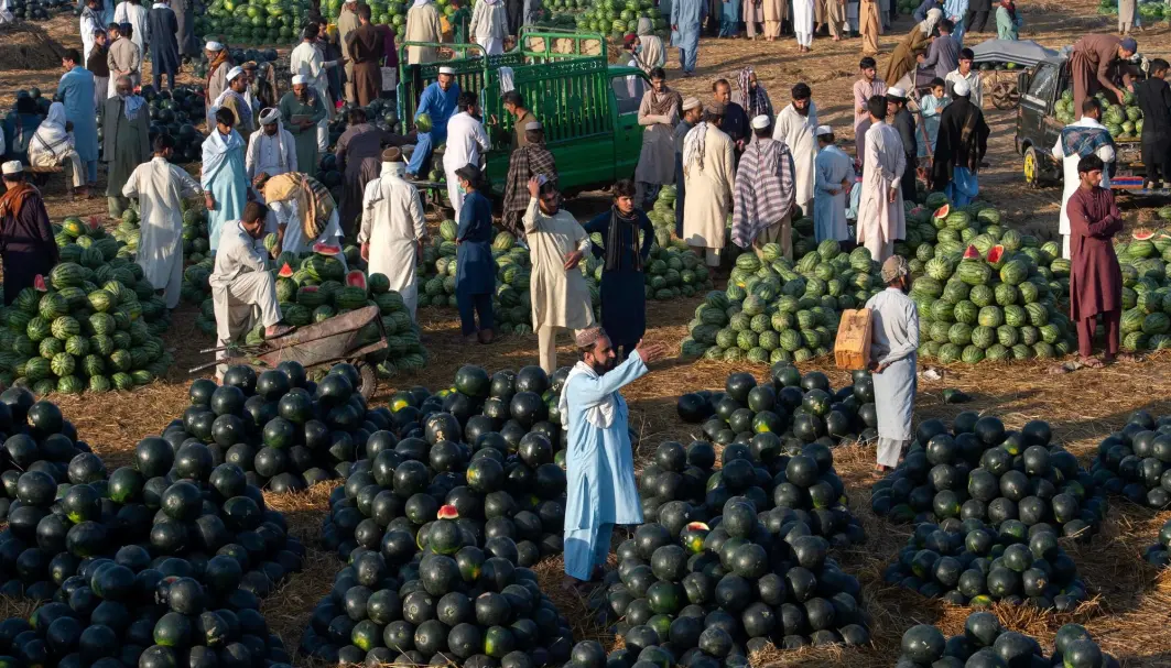 Dette er et vannmelon-marked i Peshawar i Pakistan i april 2021. Vannmelon dyrkes i mange land, men den største produsenten er Kina. Dette er et vannmelon-marked i Peshawar i Pakistan i april 2021. Vannmelon dyrkes i mange land, men den største produsenten er Kina.
