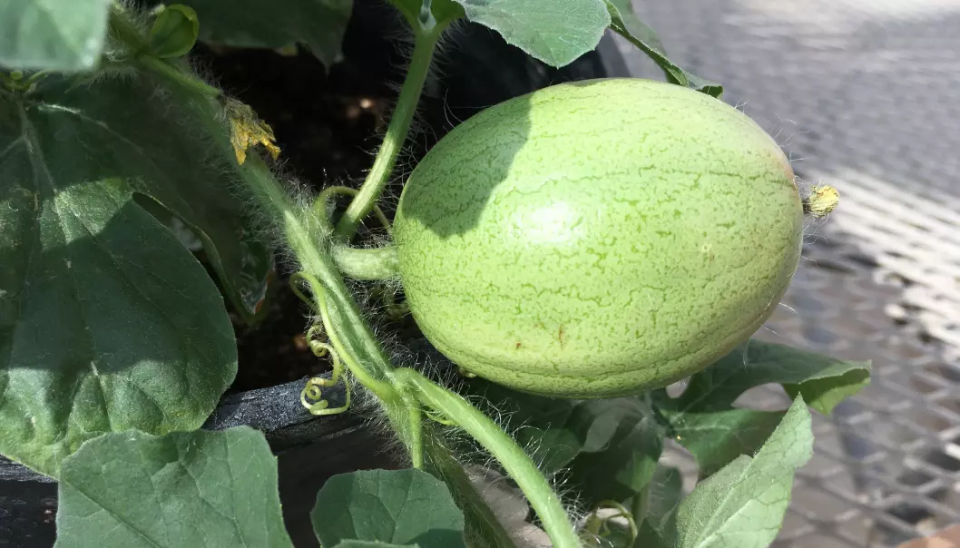 Kordofan-melon, slik den framstår på planten.
