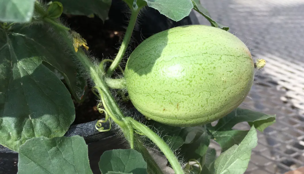 Kordofan-melon, slik den framstår på planten. Kordofan-melon, slik den framstår på planten.