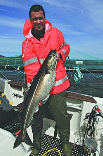 Tim Dempster, SINTEF Fiskeri og havbruk, med en sei som har spist seg stor og feit på spillfôr fra et oppdrettsanlegg. (Foto: Hiromichi Mitamura, NINA) Tim Dempster, SINTEF Fiskeri og havbruk, med en sei som har spist seg stor og feit på spillfôr fra et oppdrettsanlegg. (Foto: Hiromichi Mitamura, NINA)
