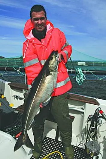 Tim Dempster, SINTEF Fiskeri og havbruk, med en sei som har spist seg stor og feit på spillfôr fra et oppdrettsanlegg. (Foto: Hiromichi Mitamura, NINA)