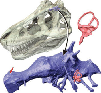 Tyrannosaurus Rex hadde en liten hjerne. (Illustrasjon: L. M. Witmer og R. Ridgely/Ohio University College of Osteopathic Medicine) Tyrannosaurus Rex hadde en liten hjerne. (Illustrasjon: L. M. Witmer og R. Ridgely/Ohio University College of Osteopathic Medicine)
