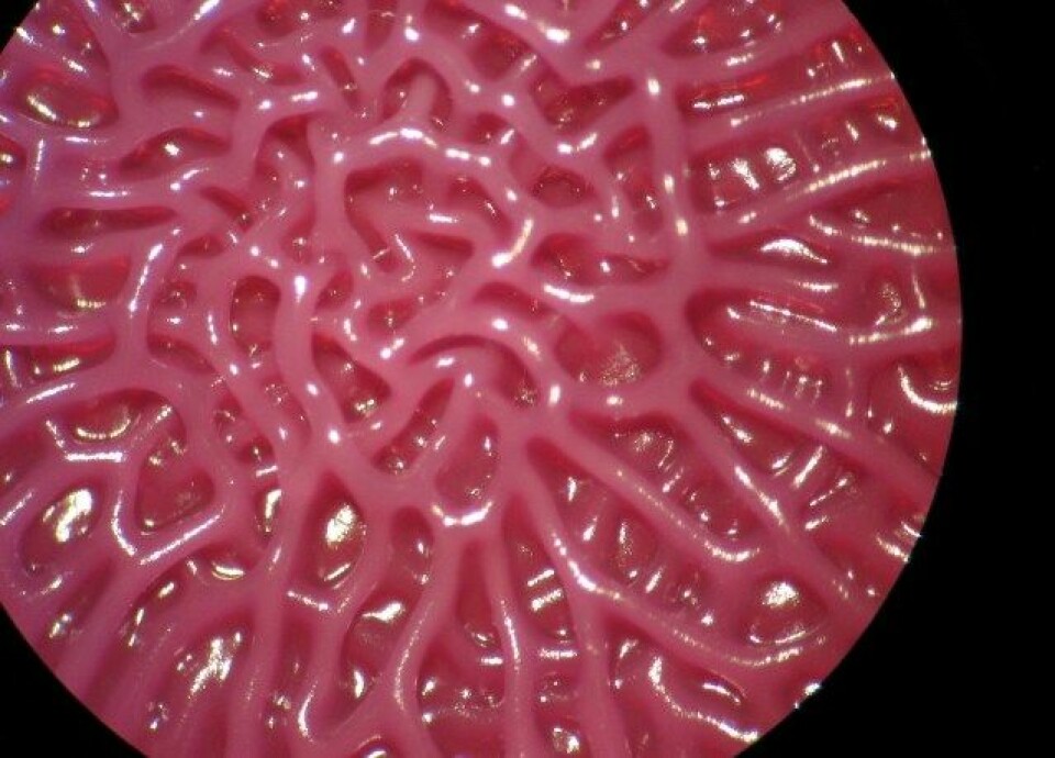 Bilde av salmonella-biofilm tatt gjennom lupe. Den tredimensjonale strukturen bakteriesamfunnet bygger i en biofilm er ikke tilfeldig. 'Arkitekturen' har til hensikt å lett frakte inn næringsstoffer og frakte ut avfallstoffer. (Foto: Nesse og Vestby)