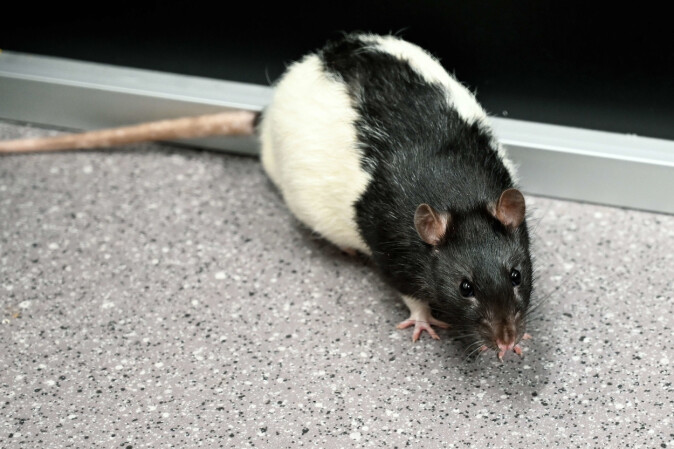 The researchers used rats in the experiment.