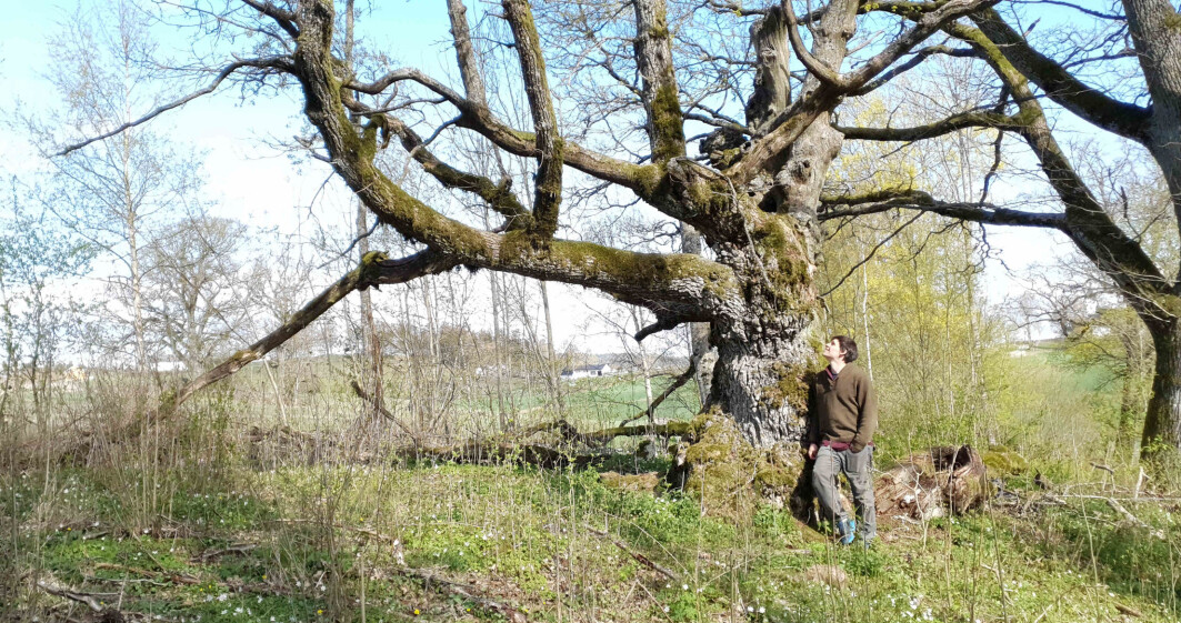 “Old oak trees are key elements of biodiversity in the landscape, and hotspots for wildlife,” PhD candidate Ross Wetherbee at NMBU says. “Old oak trees are key elements of biodiversity in the landscape, and hotspots for wildlife,” PhD candidate Ross Wetherbee at NMBU says.