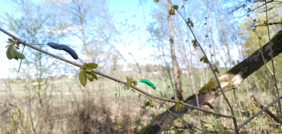 Ross Wetherbee paired twenty old oaks with twenty nearby young oaks. For each tree he placed different-colored artificial caterpillars made from plasticine.