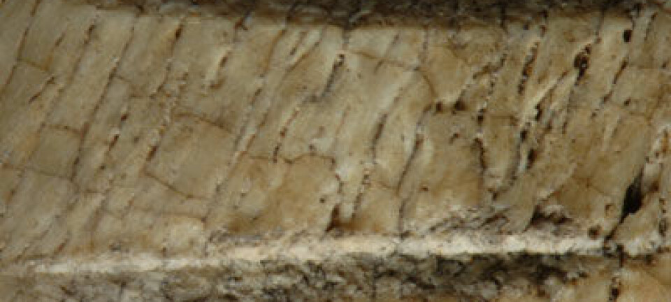 Kutt i dyreknokler 3,4 mill år, Afar, Etiopia. (Foto: Dikika Research Project)