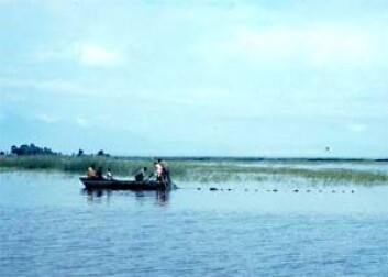 "Fiskere setter garn i Lake Cilwa, Malawi. Denne sjøen på ca 700 km2 har tørket helt opp fire ganger i løpet av de siste 100 år, senest i 1995-1996. (Foto: P.A.M. van Zwieten)" "Fiskere setter garn i Lake Cilwa, Malawi. Denne sjøen på ca 700 km2 har tørket helt opp fire ganger i løpet av de siste 100 år, senest i 1995-1996. (Foto: P.A.M. van Zwieten)"