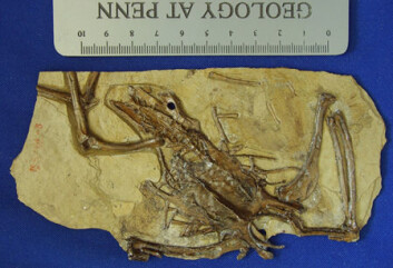 "Et nesten komplett fossilt skjellett av fuglen Gansus yumenensis, som levde i Kina for 110-115 millioner år siden. Foto: Hai-lu You, Chinese Academy of Geological Sciences." "Et nesten komplett fossilt skjellett av fuglen Gansus yumenensis, som levde i Kina for 110-115 millioner år siden. Foto: Hai-lu You, Chinese Academy of Geological Sciences."