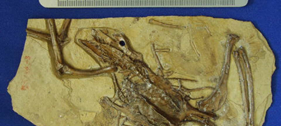 "Et nesten komplett fossilt skjellett av fuglen Gansus yumenensis, som levde i Kina for 110-115 millioner år siden. Foto: Hai-lu You, Chinese Academy of Geological Sciences."