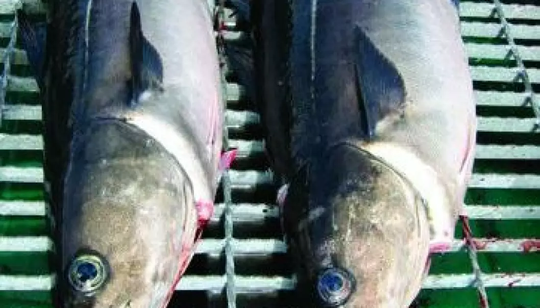 Villfisk spiser seg feite på kraftfôr