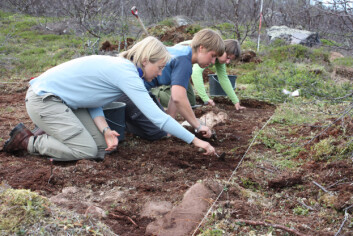 Studentene graver i Øst-Finnmarks fortid. (Foto: Jan Ingolf Kleppe) Studentene graver i Øst-Finnmarks fortid. (Foto: Jan Ingolf Kleppe)