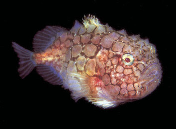 "Det finnes mye i havet vi vet for lite om. Marbank samler og registrerer biologisk materiale, Marbio analyserer det, for å finne interessante stoffer. Foto: Bjørn Gulliksen." "Det finnes mye i havet vi vet for lite om. Marbank samler og registrerer biologisk materiale, Marbio analyserer det, for å finne interessante stoffer. Foto: Bjørn Gulliksen."