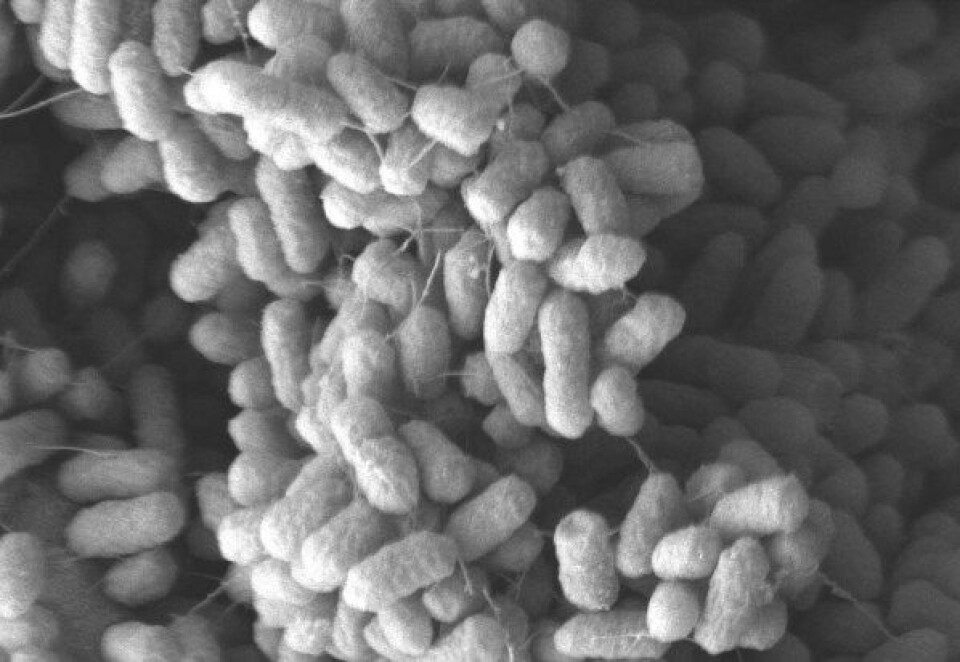 Salmonella-biofilm tatt i elektromikroskop. Man ser tydelig hvordan bakteriene klynger seg sammen. (Foto: Nesse og Vestby)