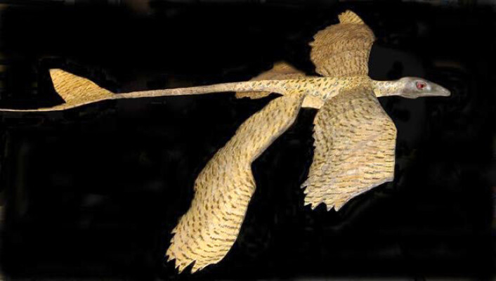 "Forskere fra University of Kansas har laget en modell av Microraptor for å demonstrere at den kan glidefly. (Foto: University of Kansas)" "Forskere fra University of Kansas har laget en modell av Microraptor for å demonstrere at den kan glidefly. (Foto: University of Kansas)"