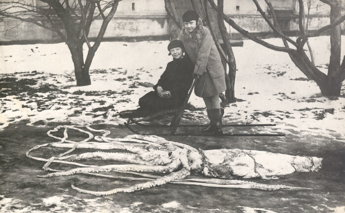 Denne kjempeblekkspruten ble funnet i fjæra ved Ranheim i 1928. Denne kjempeblekkspruten ble funnet i fjæra ved Ranheim i 1928.