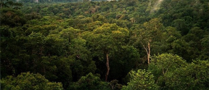 "Amazonasskogene trues av nedhogging. Men hvor mye trues de av klimaendringer? (Foto: Phil P. Harris/ Wikimedia Commons.Se lisens)"