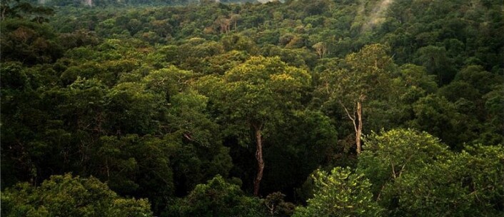 "Amazonasskogene trues av nedhogging. Men hvor mye trues de av klimaendringer? (Foto: Phil P. Harris/ Wikimedia Commons.Se lisens)" "Amazonasskogene trues av nedhogging. Men hvor mye trues de av klimaendringer? (Foto: Phil P. Harris/ Wikimedia Commons.Se lisens)"