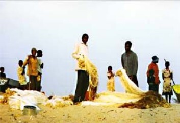 "Garnfiskere i Lake Mweru, Zambia. Fisket i denne sjøen produserer ca 40 000 tonn årlig, og danner livsgrunnlaget for ca 400 000 mennesker. (Foto: P.A.M. van Zwieten)" "Garnfiskere i Lake Mweru, Zambia. Fisket i denne sjøen produserer ca 40 000 tonn årlig, og danner livsgrunnlaget for ca 400 000 mennesker. (Foto: P.A.M. van Zwieten)"