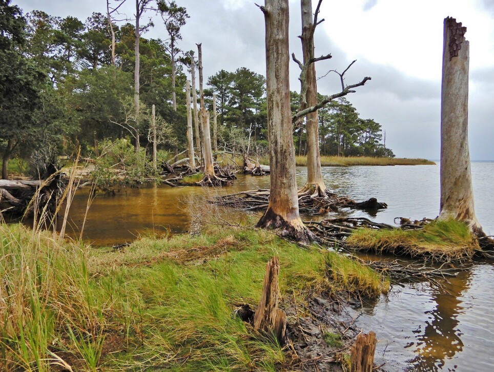 Disse trærne som står som spøkelser langs vannkanten i Nord-Carolina i USA slipper ut klimagasser, ifølge ny studie.