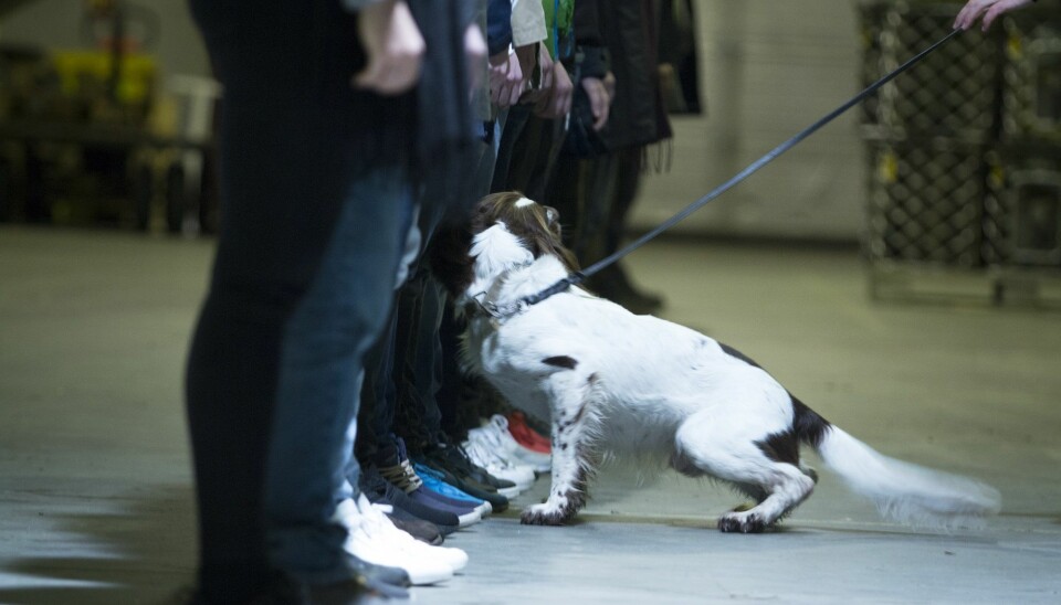 Hunder kan lukte narkotikarester. Derfor jobber hunder med dette, for eksempel på flyplasser.