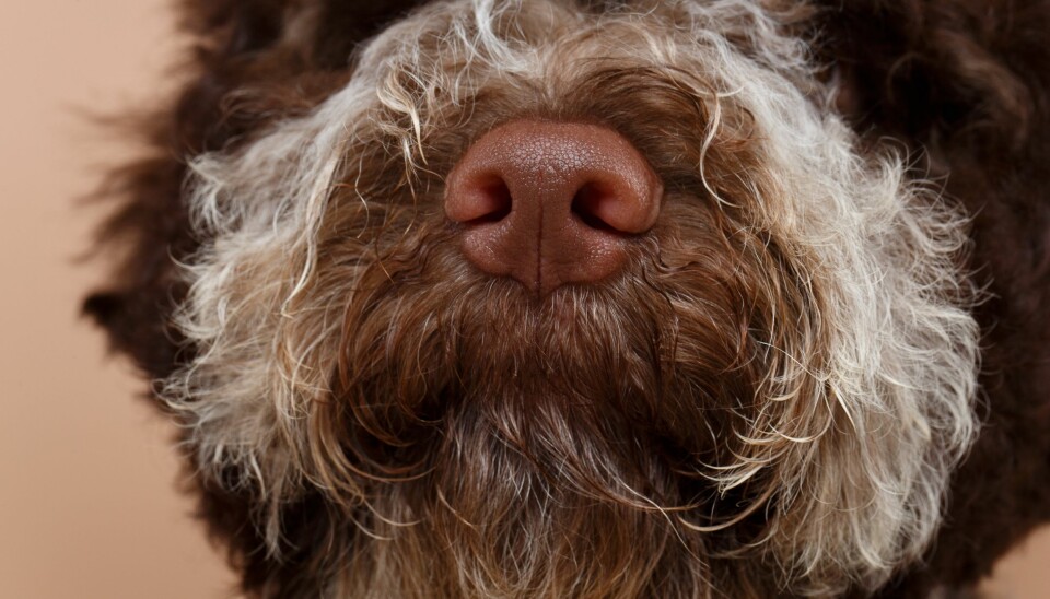Hunder har mye bedre luktesans enn mennesker. Kanskje de kan hjelpe oss med korona-hurtigtesting?