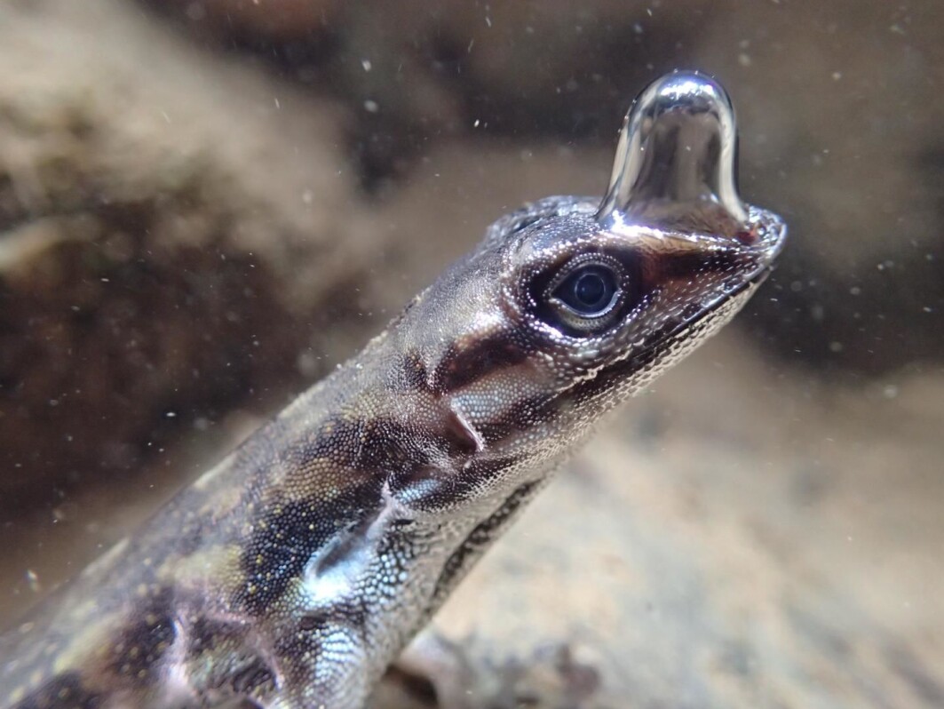 Anolis-øgle med luftboble på snuta. Anolis-øgle med luftboble på snuta.
