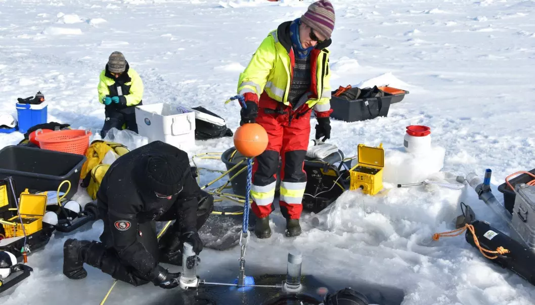 Dykkere Peter Leopold og Mikko Vihtakari henter ut en sedimentfelle fra undersiden av isen for Yasemin Bodur.