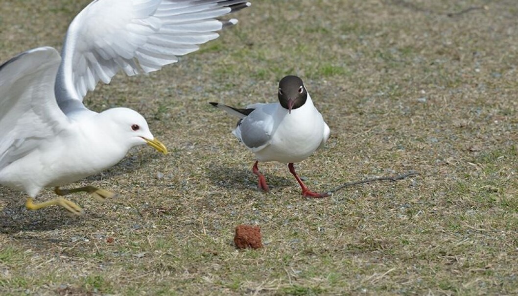 Ønsker du å mate måkene, er det lurt å finne et sted der det ikke er mye ferdsel av folk, sier forsker. Ønsker du å mate måkene, er det lurt å finne et sted der det ikke er mye ferdsel av folk, sier forsker.