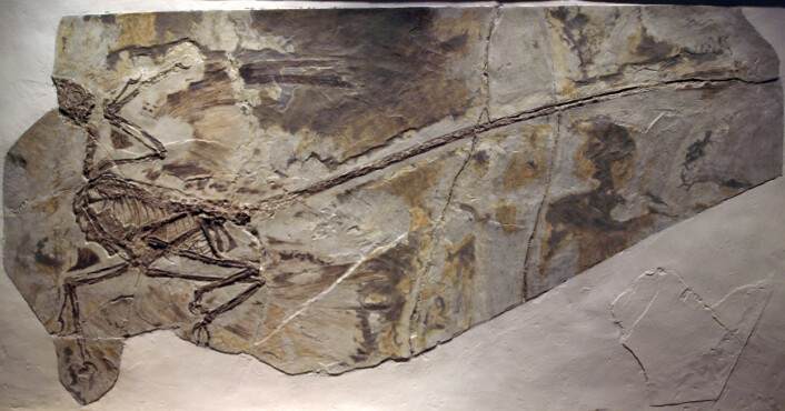 "Fossil av Microraptor fra Kinas paleozoologiske museum. (Foto: Captmondo, Wikipedia)" "Fossil av Microraptor fra Kinas paleozoologiske museum. (Foto: Captmondo, Wikipedia)"