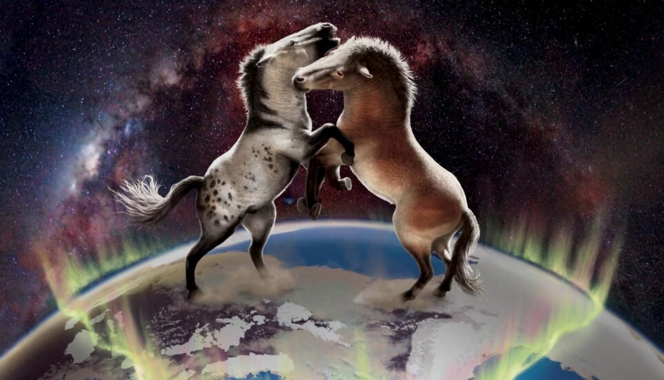 Hester fra Nord-Amerika og Europa var ikke helt isolerte fra hverandre gjennom de siste en million år.