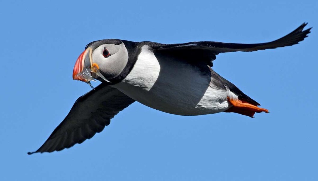 Long-term monitoring of the seabirds' breeding success, such as the puffin study at Røst, contributes to increased understanding of the effects of climate change on ecosystems. Long-term monitoring of the seabirds' breeding success, such as the puffin study at Røst, contributes to increased understanding of the effects of climate change on ecosystems.