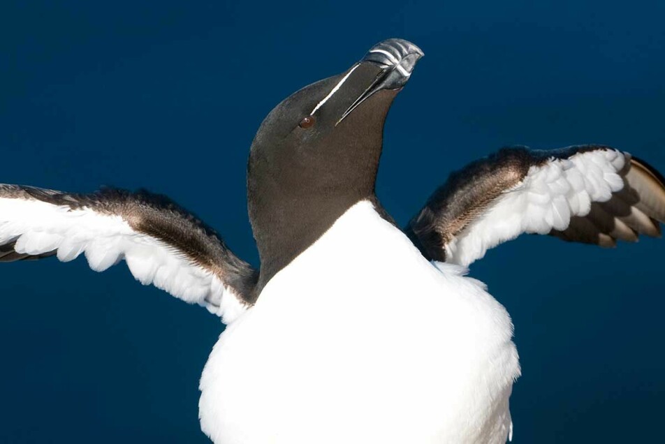 Seabirds are important indicators of the state of marine ecosystems.