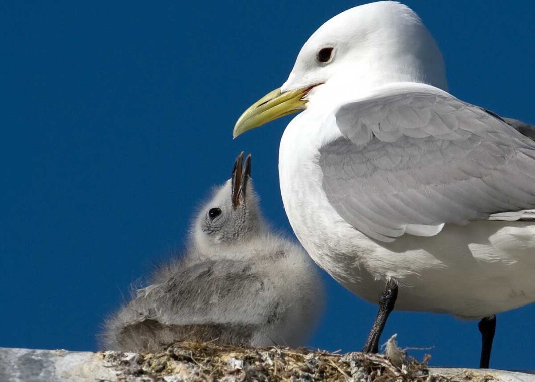 The number of chicks produced per female per year, signals parallel decline in ocean health and changes in ecosystems. The number of chicks produced per female per year, signals parallel decline in ocean health and changes in ecosystems.