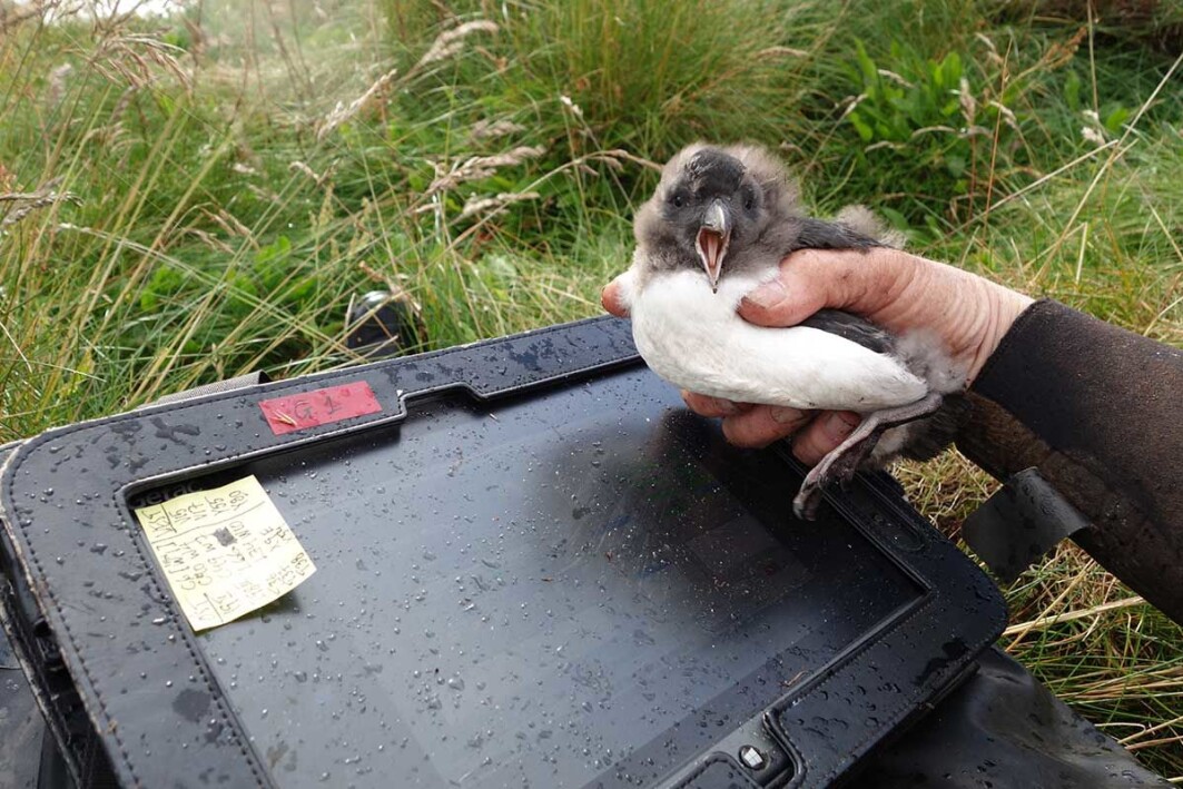 The puffin study at Røst has been ongoing uninterruptedly since 1964. Each breeding season records, among other things, the puffins' growth and survival. The puffin study at Røst has been ongoing uninterruptedly since 1964. Each breeding season records, among other things, the puffins' growth and survival.
