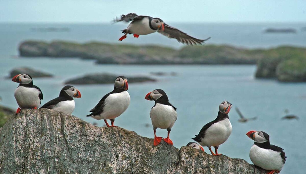 A new, global study published in Science shows declining productivity among seabirds throughout the northern hemisphere. Puffins are one of the species affected. A new, global study published in Science shows declining productivity among seabirds throughout the northern hemisphere. Puffins are one of the species affected.