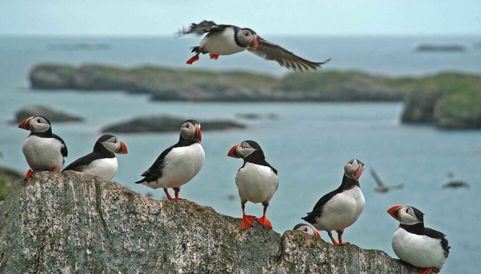 A new, global study published in Science shows declining productivity among seabirds throughout the northern hemisphere. Puffins are one of the species affected.