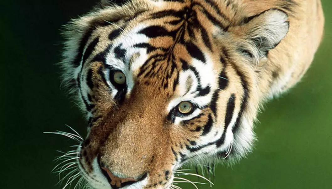 Bare 3200 ville tigre igjen